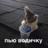 morphy chat котики @whymorphy 12