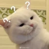Kucing - widya 12