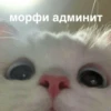 morphy chat котики @whymorphy 13
