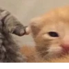 @kitygifs 13