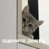 morphy chat котики @whymorphy 14