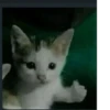 Kucing - widya 14