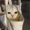 Kucing - widya 16