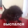 morphy chat котики @whymorphy 16