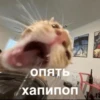 morphy chat котики @whymorphy 17