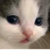 Kucing - widya 22