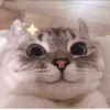 Kucing - widya 24