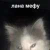 morphy chat котики @whymorphy 18