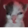 Kucing - widya 25
