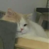 Kucing - widya 26
