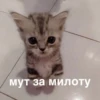morphy chat котики @whymorphy 19
