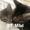 morphy chat котики @whymorphy 20