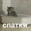 morphy chat котики @whymorphy 21