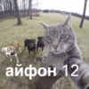 morphy chat котики @whymorphy 23