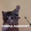 morphy chat котики @whymorphy 24