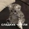 morphy chat котики @whymorphy 25