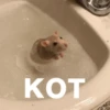morphy chat котики @whymorphy 26