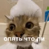 morphy chat котики @whymorphy 27