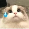 MeowBots 2 5