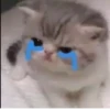 MeowBots 2 6