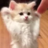 cats (*/W＼*) 5