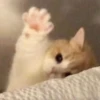 cats (*/W＼*) 6