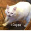 MeowBots 2 7