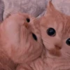 cats (*/W＼*) 7