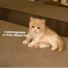 MeowBots 2 8