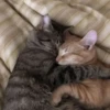 милые котики @kittyjpeg 5