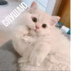 MeowBots 2 9