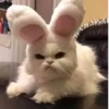 MeowBots 2 10