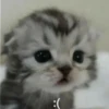 милые котики @kittyjpeg 6