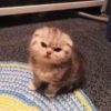 милые котики @kittyjpeg 7