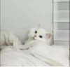 MeowBots 2 11