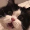cats (*/W＼*) 9