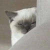 cats (*/W＼*) 10