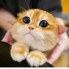 MeowBots 2 12