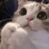 cats (*/W＼*) 11