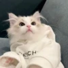 cats (*/W＼*) 13