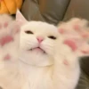 cats (*/W＼*) 14
