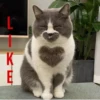 MeowBots 2 13