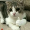 милые котики @kittyjpeg 9