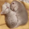милые котики @kittyjpeg 10