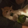 милые котики @kittyjpeg 11