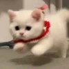 cats (*/W＼*) 15