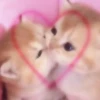 милые котики @kittyjpeg 12
