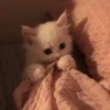 cats (*/W＼*) 16