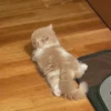 cats (*/W＼*) 17