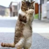 милые котики @kittyjpeg 15